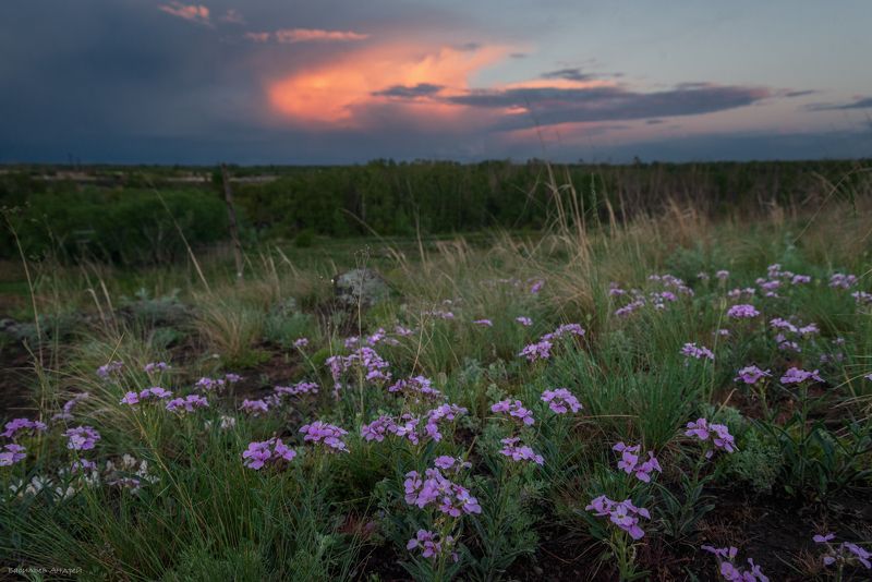 весна, природа, цветы После дождяphoto preview