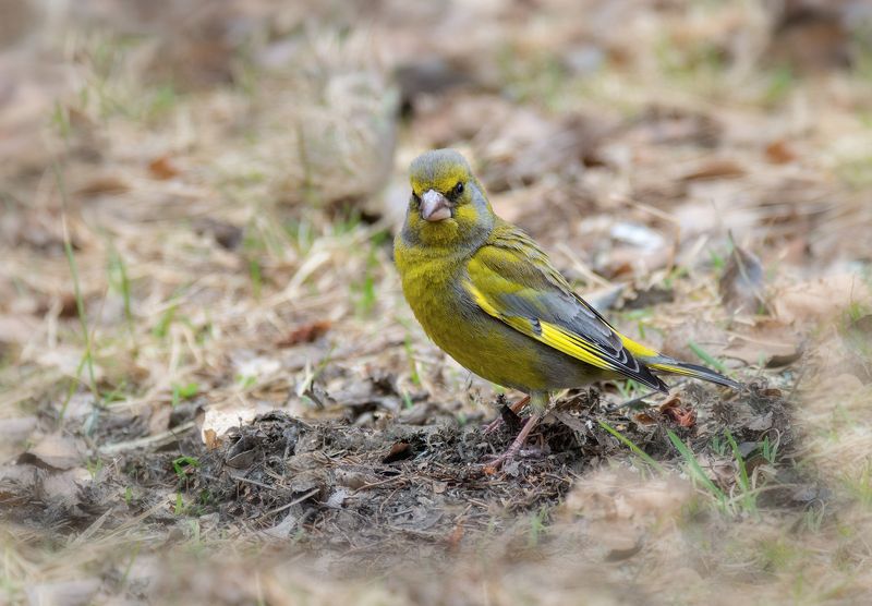 птица, зеленушка, самец, самка, очень серьёзный птиЦ!photo preview