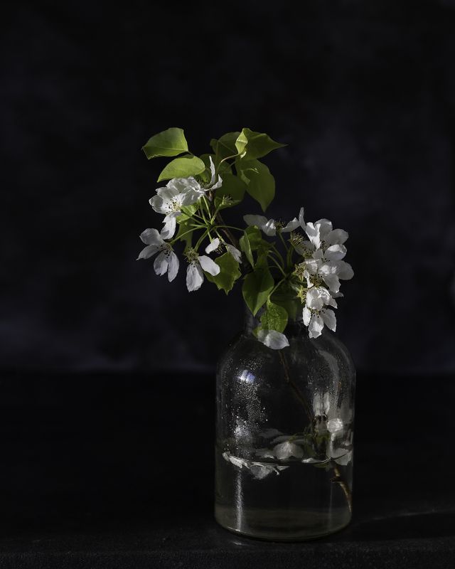 Ветка яблониphoto preview