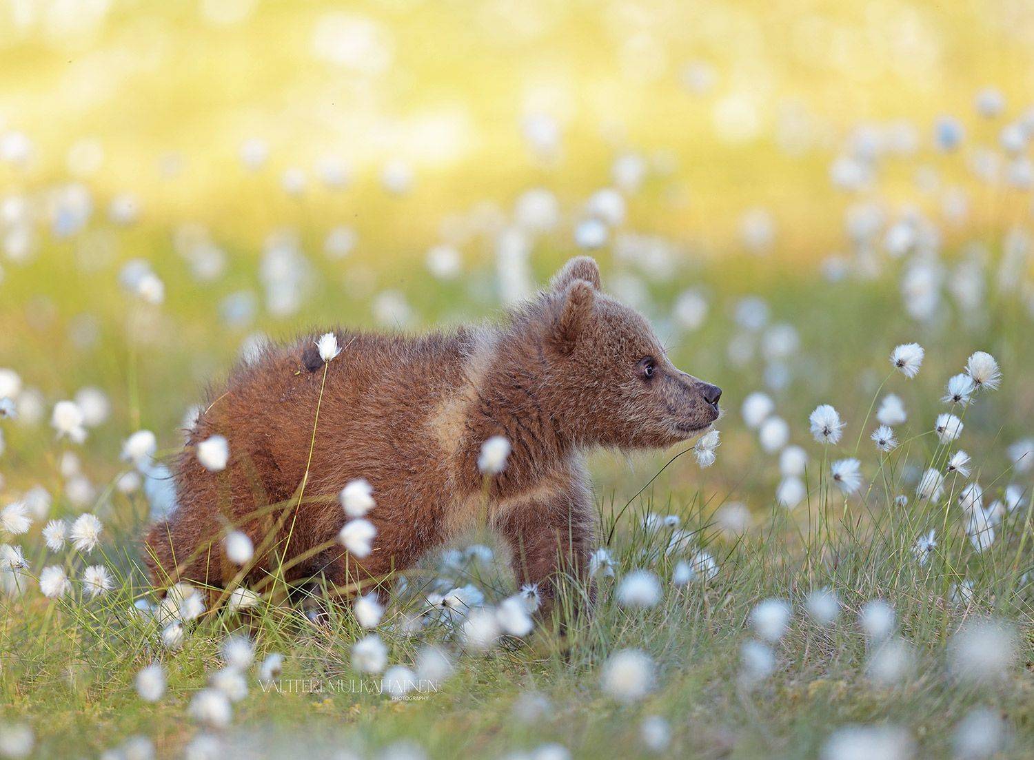 В ожидании вкусняшек ..... Автор: Mulkahainen Valtteri , Mulkahainen Valtteri