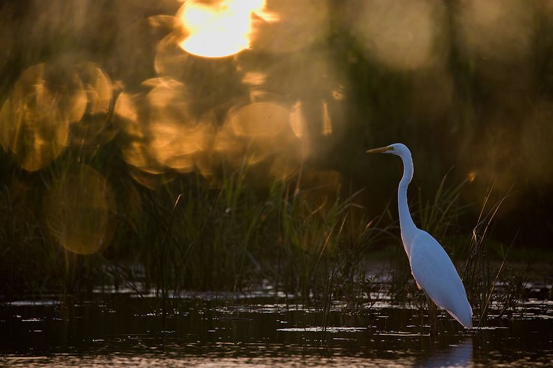 цапля, закат, животные Закатнаяphoto preview