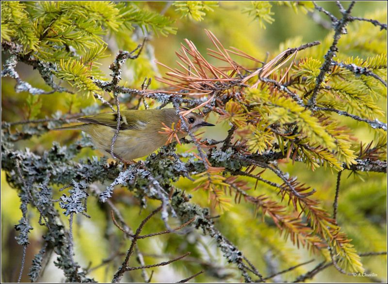 птица,королёк,спрятался Спрятался )photo preview