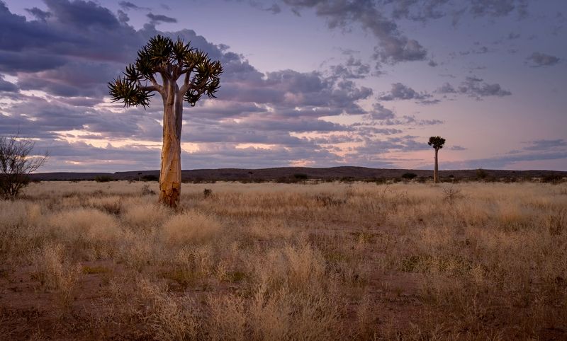 саванна, вечер, нд, дерево, намибия, savannah, evening, tree, намибия 2021 Вечерние краски саванныphoto preview