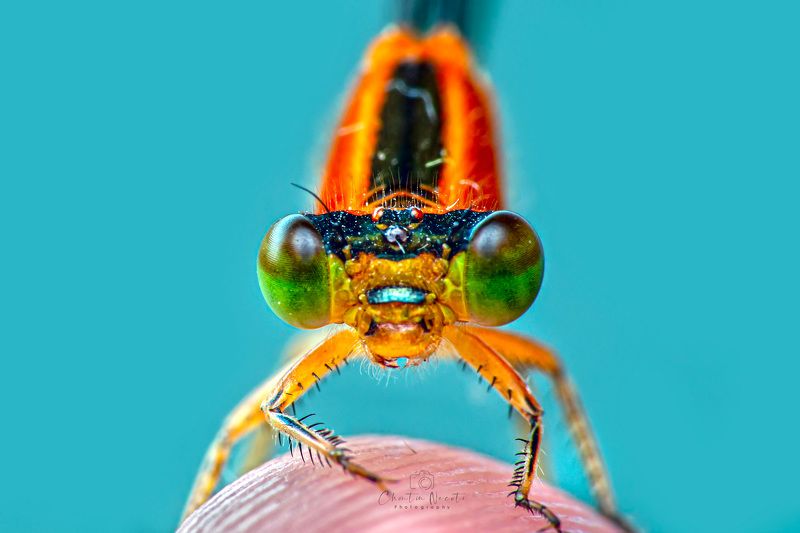 Dragonfly, macro, insect, nature, natural, beauty, beautiful, small, eyes, legs, focus, light, fing Macro Dragonflyphoto preview