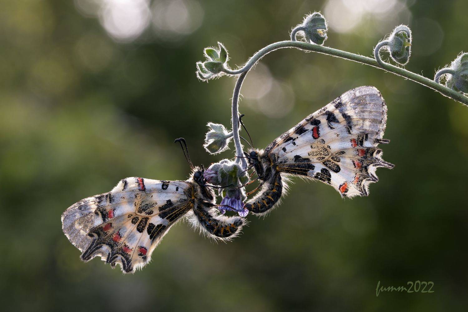 КРЫЛАТЫЕ КАЧЕЛИ. Автор: Игорь ФУММ , Игорь ФУММ