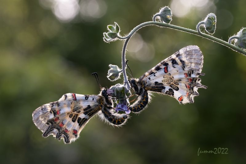 КРЫЛАТЫЕ КАЧЕЛИphoto preview