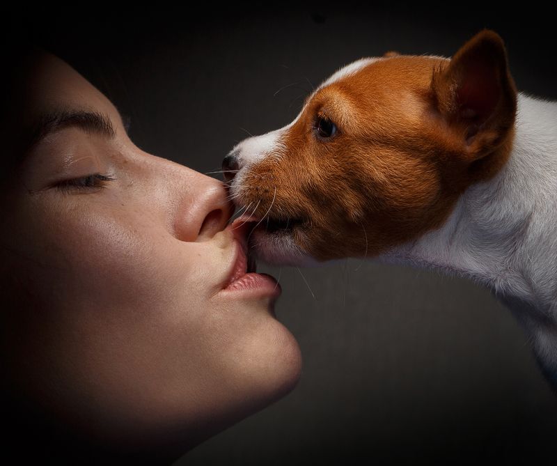 basenji, басенджи, щенок, собака, собаки, pet, dog, dogs, animal, love Поцелуйphoto preview