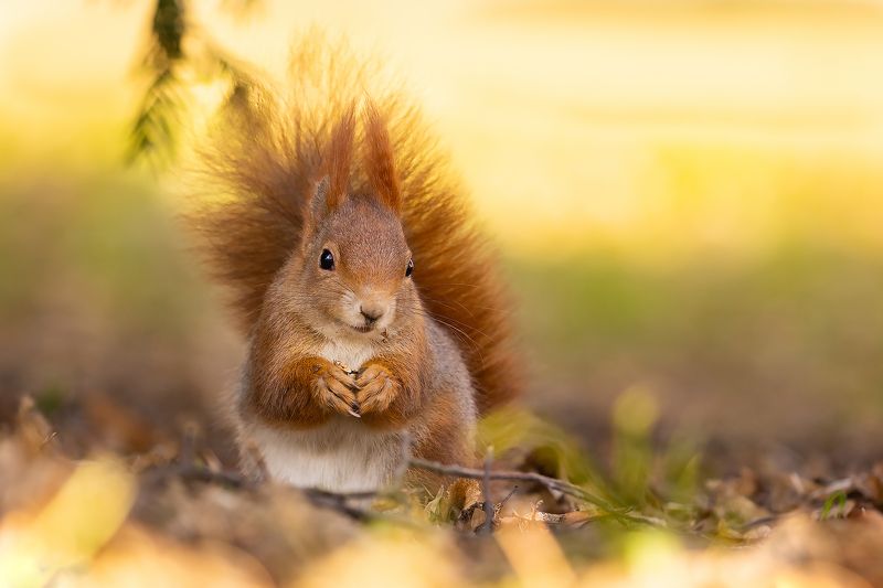 Squirrelphoto preview