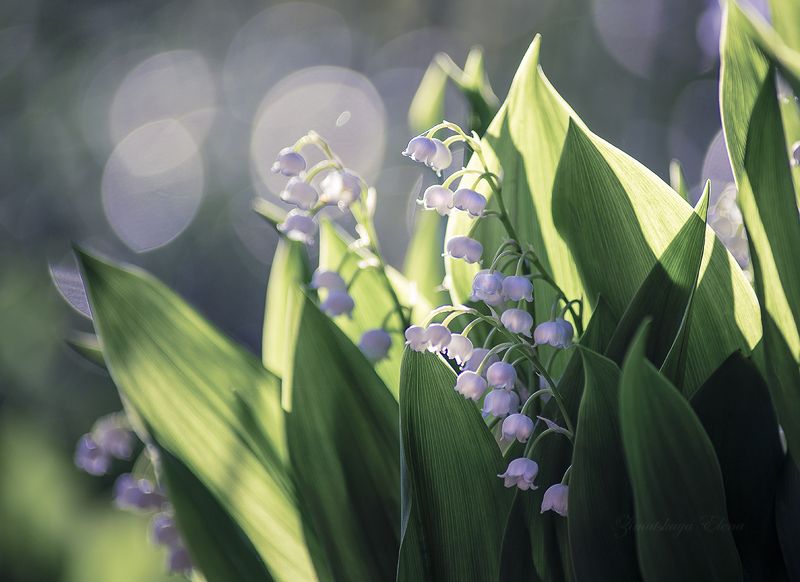 ***ландышиphoto preview