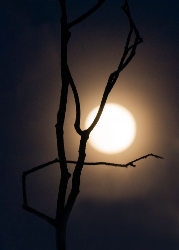 Луна дерево ночь Лунная ночьphoto preview