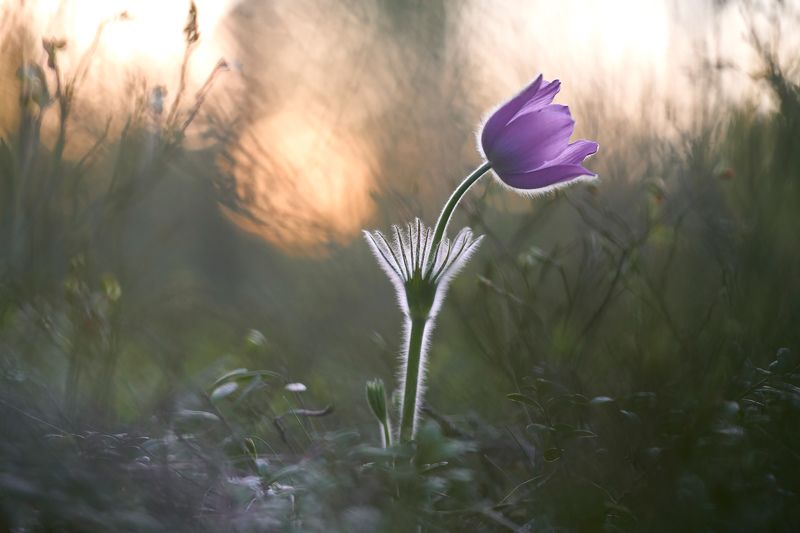 Сон-трава (прострел раскрытый)photo preview