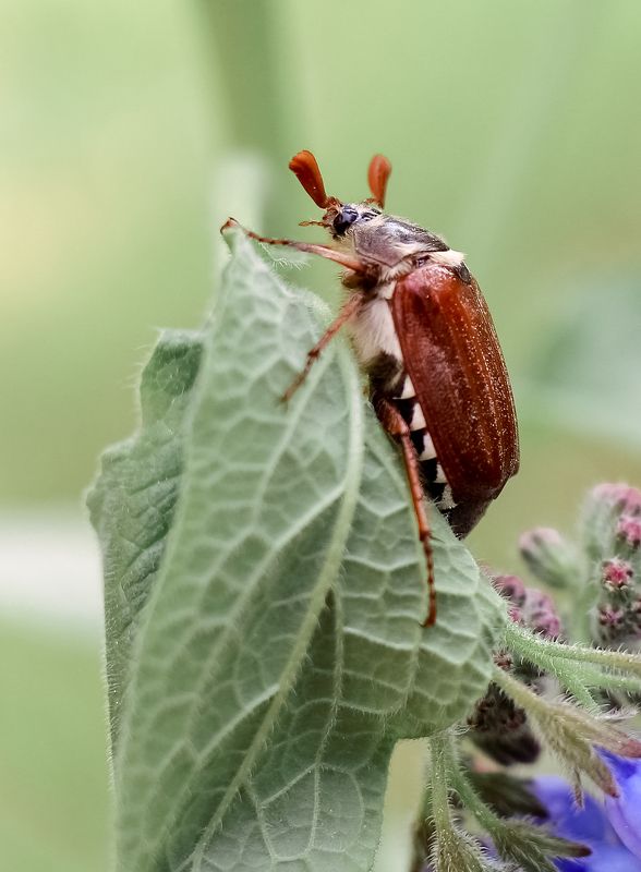 макро, фото, природа Майский бандитphoto preview