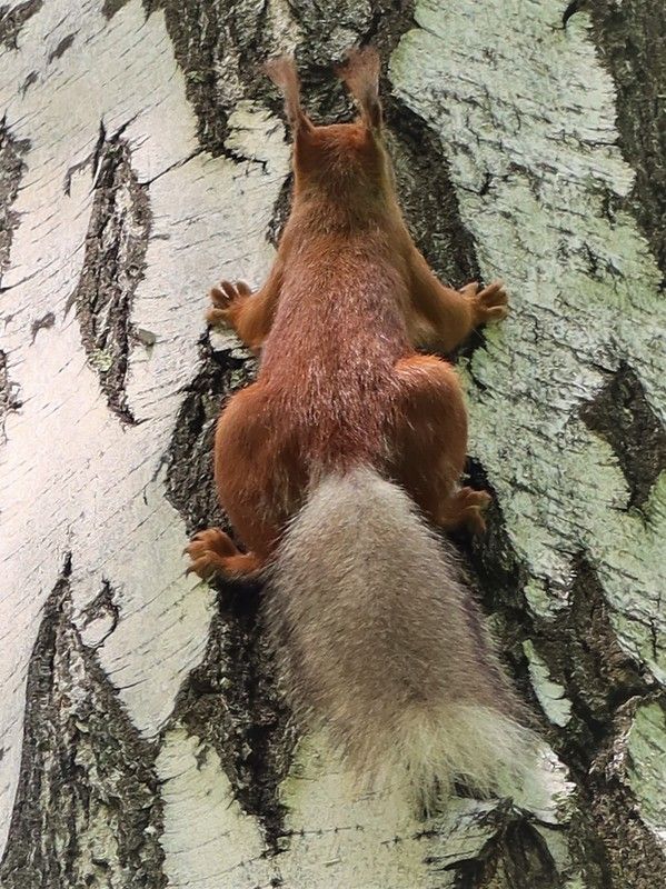 белка,кора,берёза Обнимашки фото превью