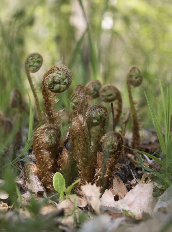 Забавная семейкаphoto preview