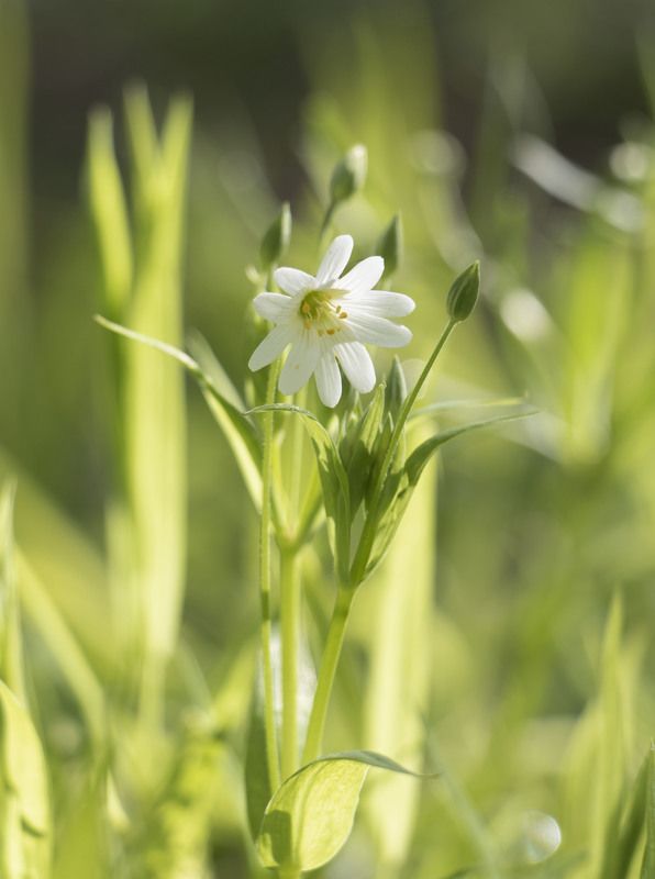 цветы, природа Нежная звездчаткаphoto preview