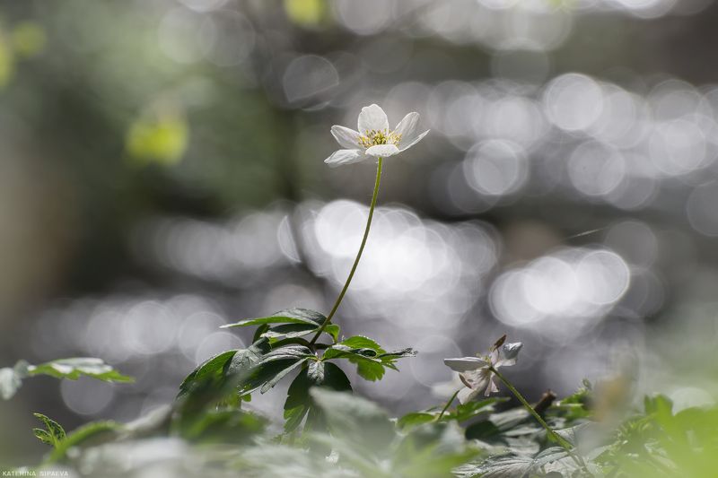 природа, весна, лес, цветы Сияние весныphoto preview