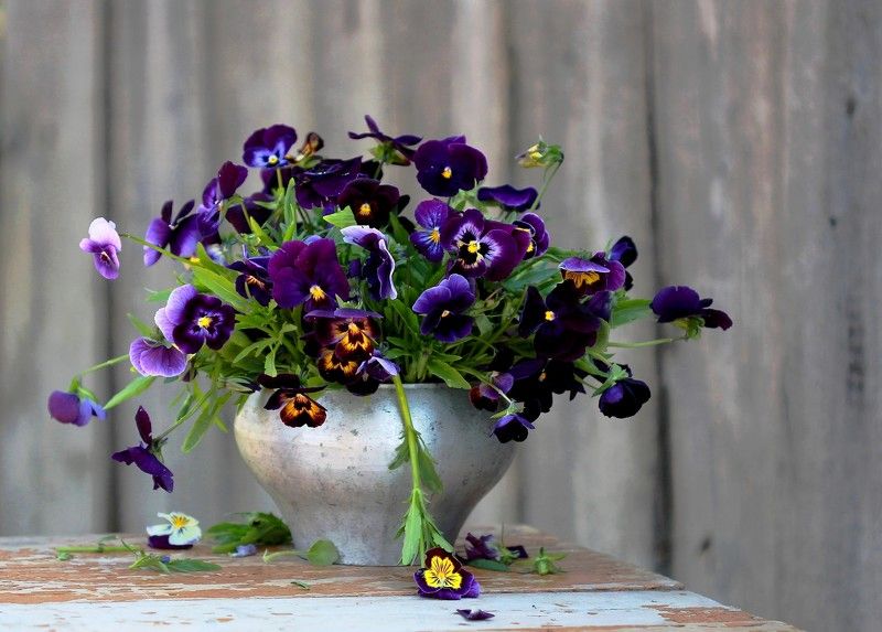 натюрморт, фотонатюрморт, лето, цветы, анютины глазки, наталья казанцева Мотивчик деревенский. /Прододолжаю делиться старыми картинкми. Новое не снимается.../photo preview