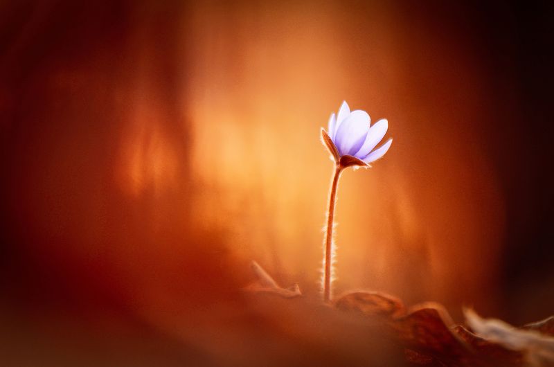 макро, макросказки, макроистории, цветы, вчувствование, созерцание, тишина, покой, лес, природа, красота, \