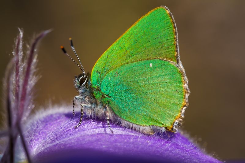 Цвета весны. фото превью