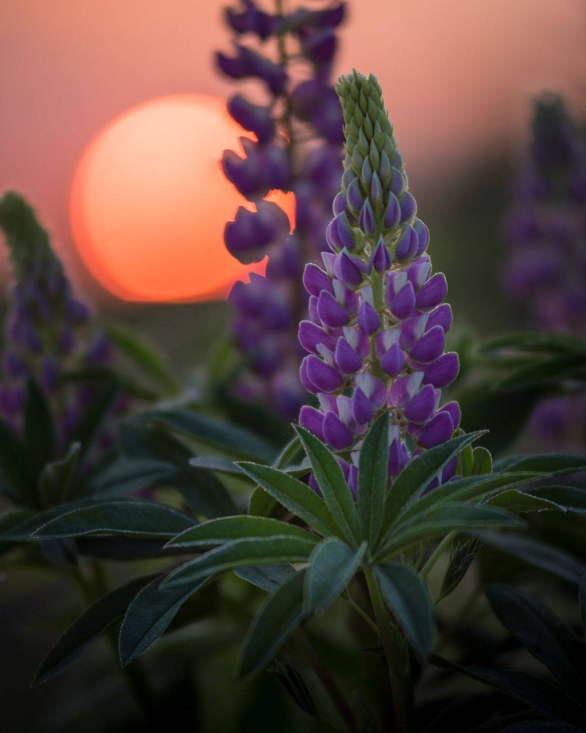 , Роман Фабричный