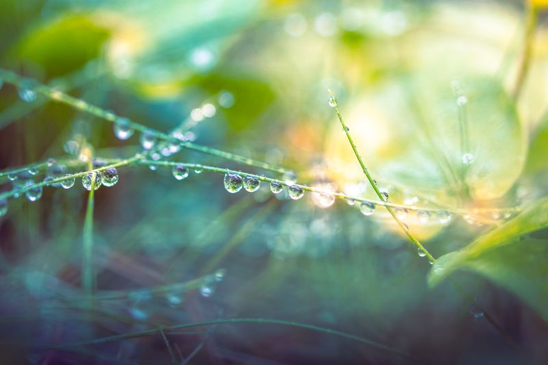 капли, дождь, трава, макро После дождикаphoto preview