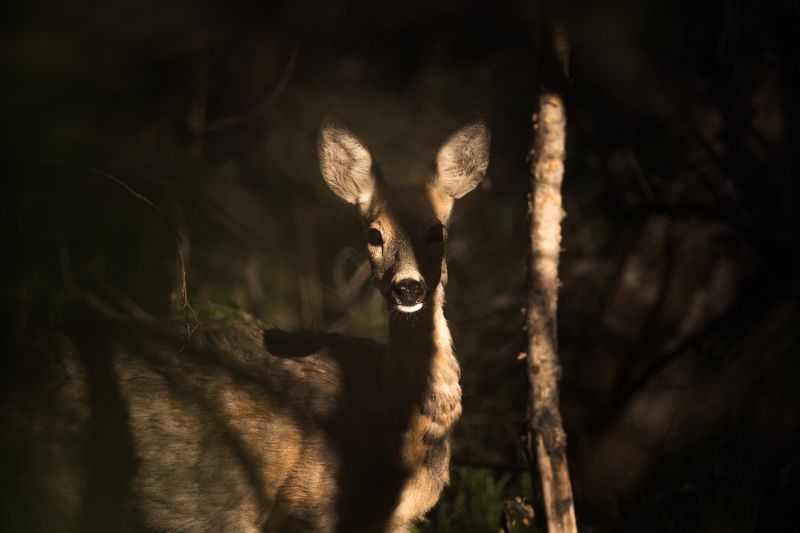 nikon d610,nikkor 200-500/5,6 photo preview