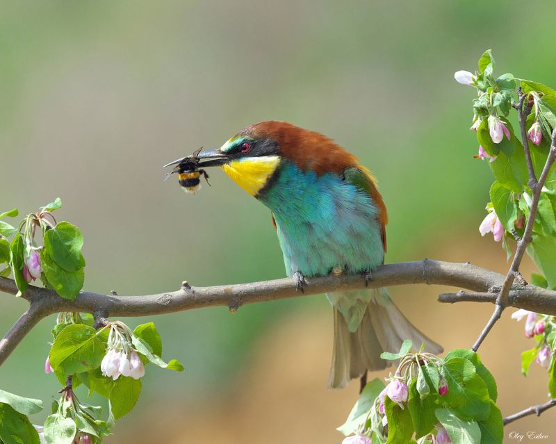птицы щурки Об особенностях поведения в конфетно-букетный период этого сезонаphoto preview
