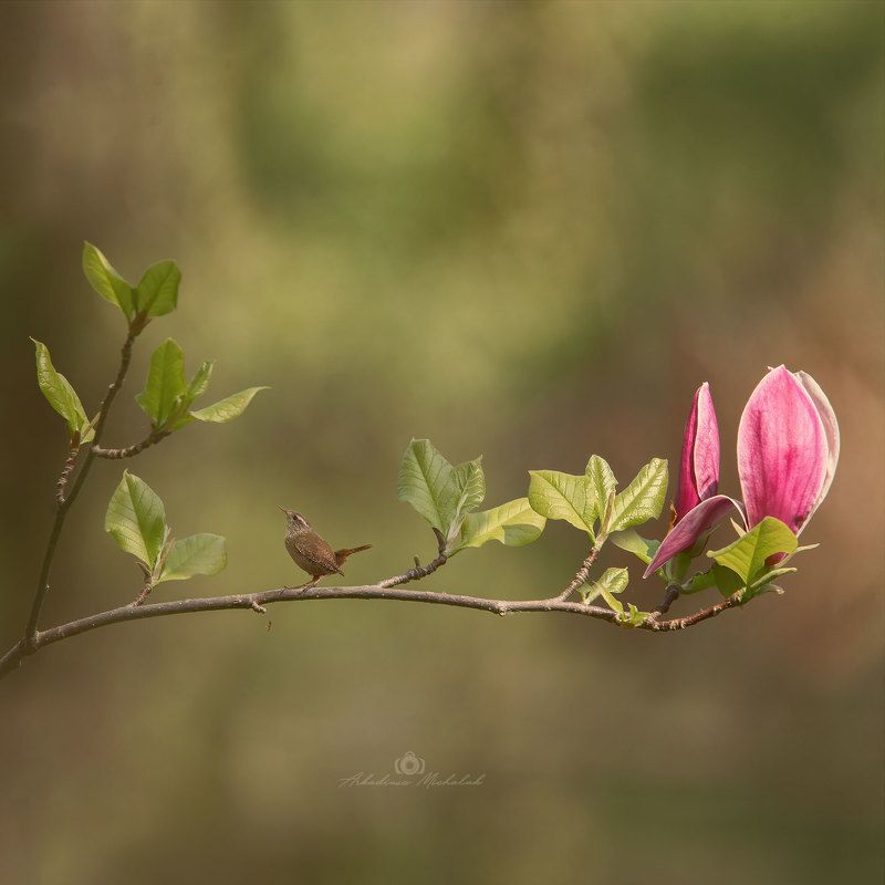 Strzyżykphoto preview