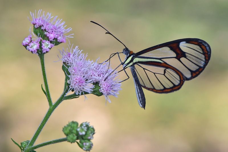 borboleta, denis moura,  mogi das cruzes,  brasil Borboletaphoto preview