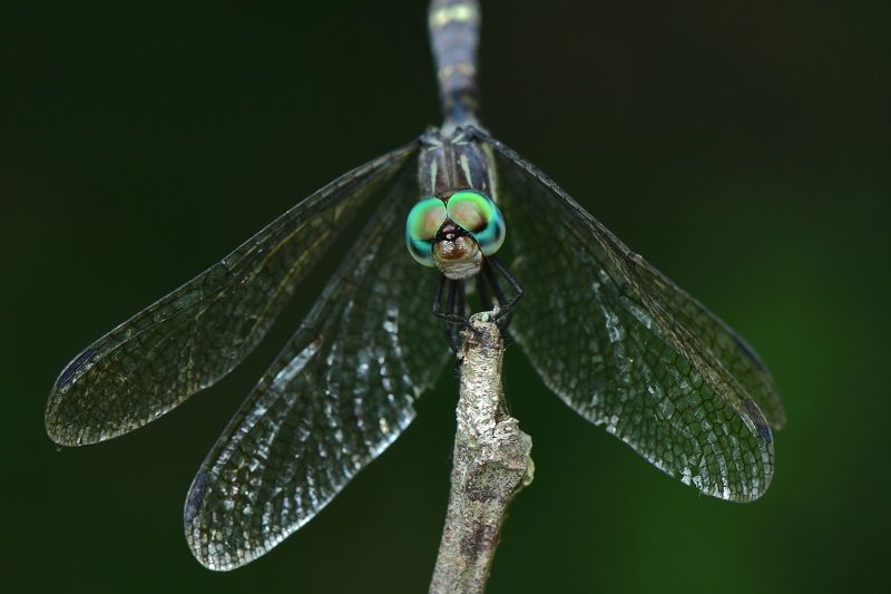 denis moura, mogi das cruzes, brasil, libélula Libelulaphoto preview