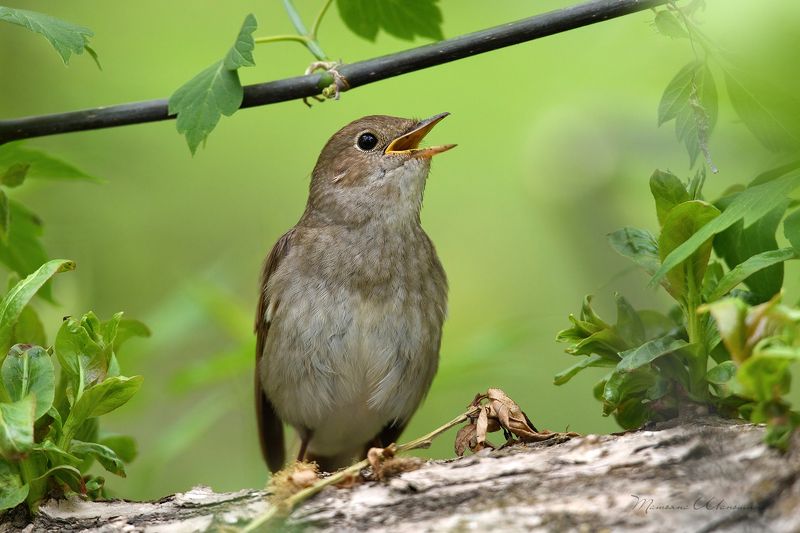 Соловейphoto preview