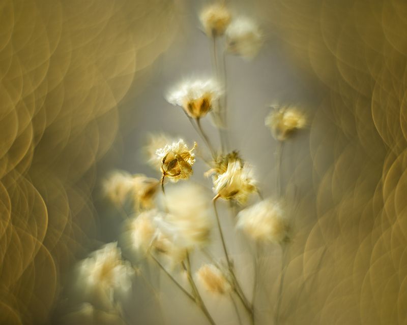 Сухоцветphoto preview