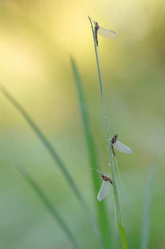 Утро. на встречу утренней заре.photo preview