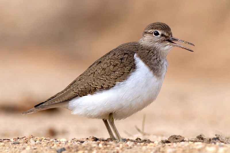 перевозчик, кулик, птица, фотоохота, birds, Перевозчикphoto preview