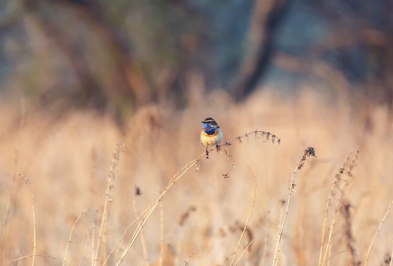 птица, варакушка, самец, зорька, вечер, на вечерней зорьке ..photo preview