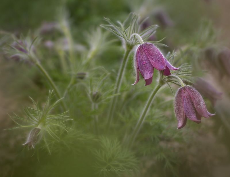 во сне*photo preview