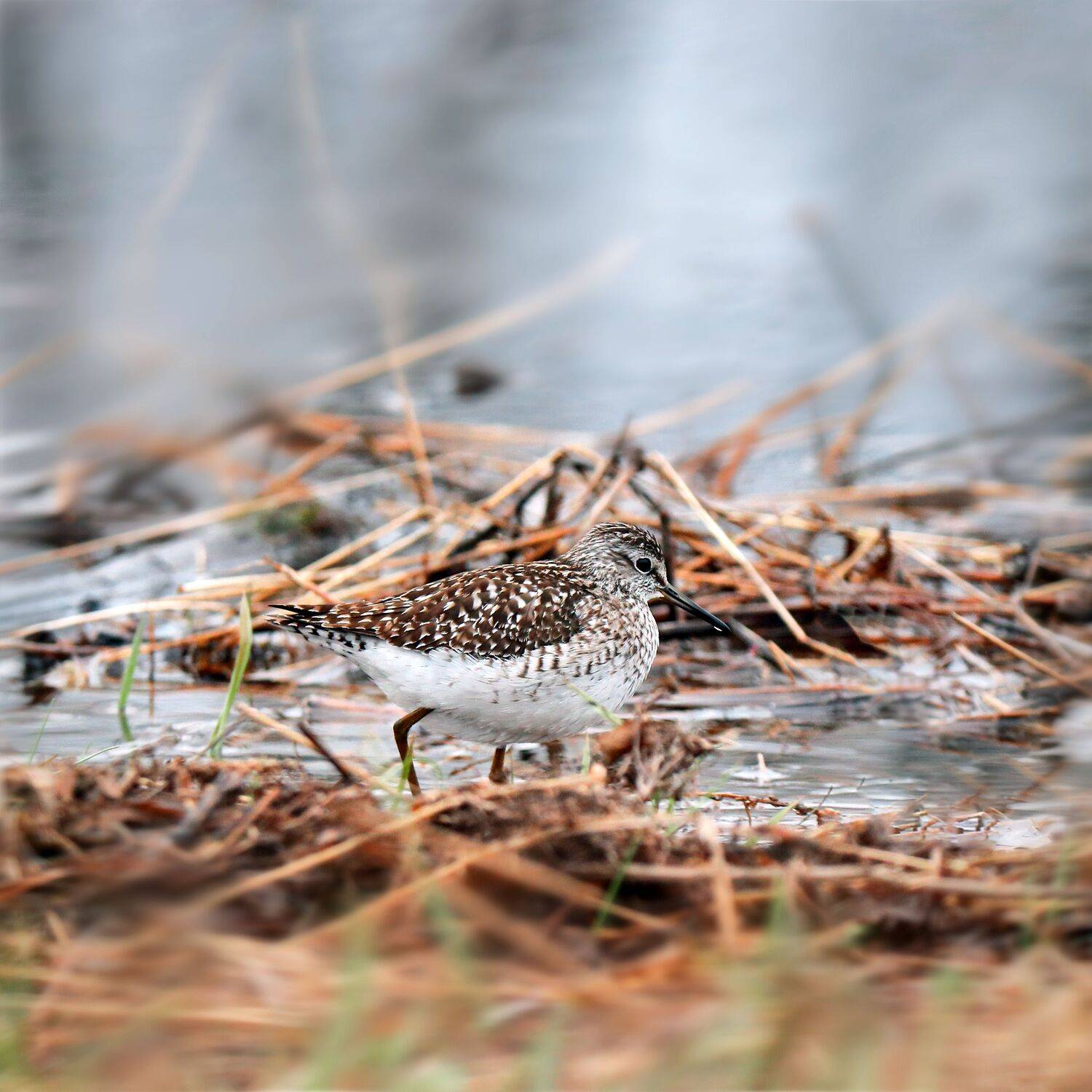 Кулик Фифи. Автор: Титов Александр природа, весна, луг, север, птицы, кулики, фифи, Титов Александр