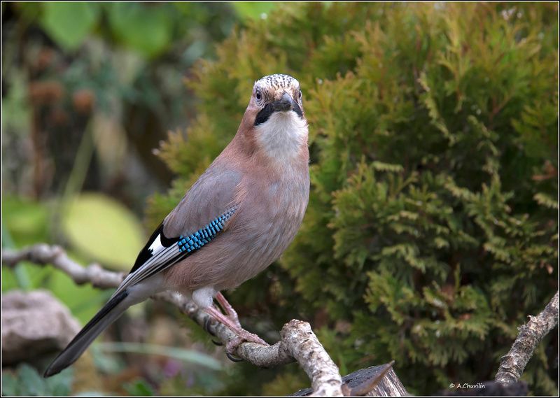 птица,сойка Сойкаphoto preview