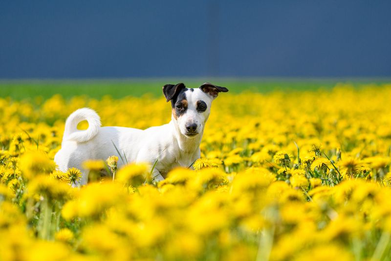 dandelion field, yellow blue sky, jack russell terrier, ukrain, symbols Dandelion field + blue sky + jack russell terrier = Ukrainian symbolsphoto preview