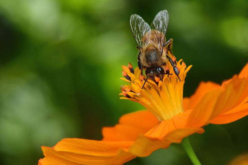 abelha, denis moura, mogi das cruzes, brasil, bee Save the beesphoto preview