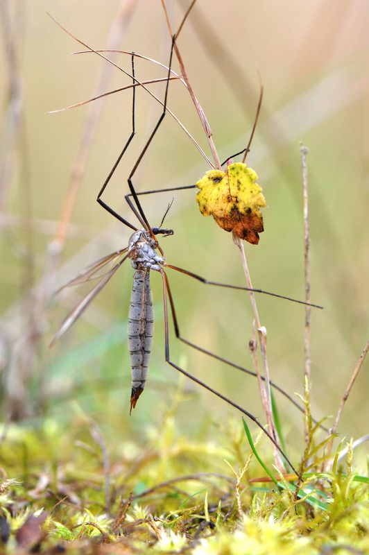 Осень. Лист календаря.photo preview