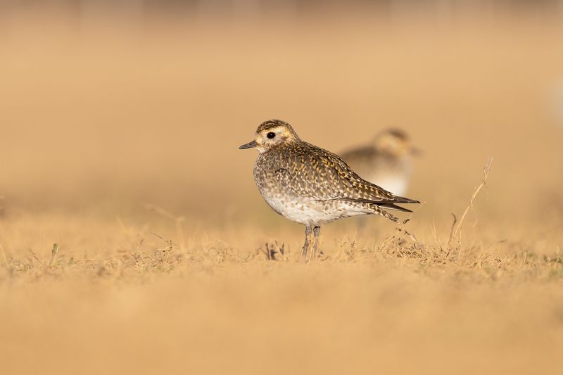 Pluvialis fulvaphoto preview