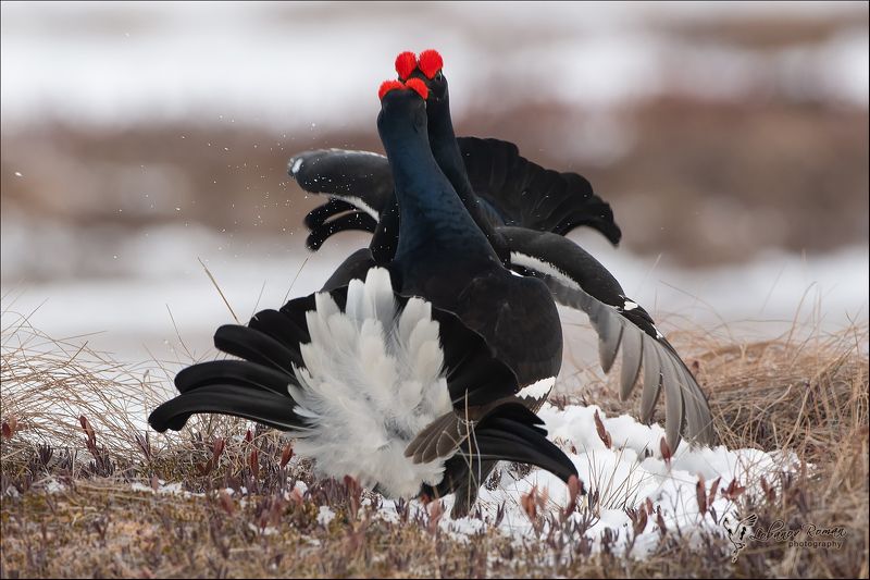 Глаза в глаза ... клюв к клюву!photo preview