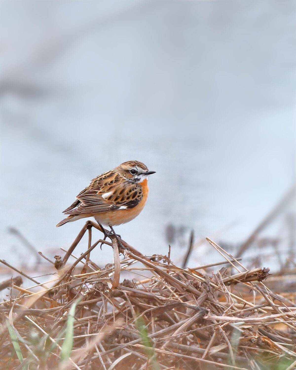 природа, весна, птицы, север, луг, чекан, фотоохота, Титов Александр