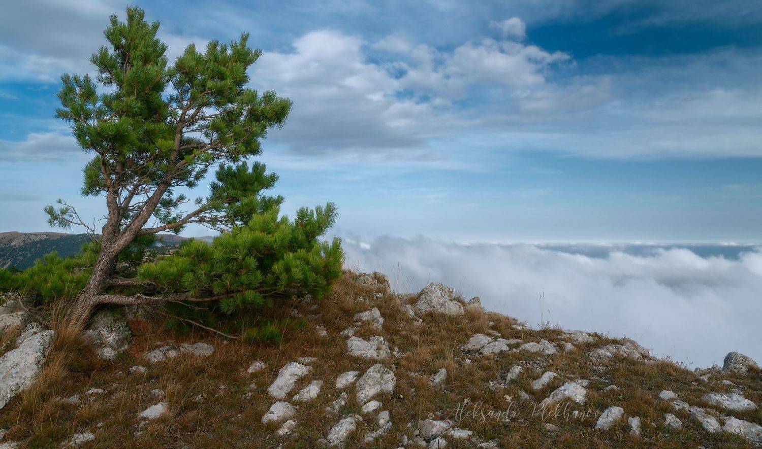 , Плеханов Александр