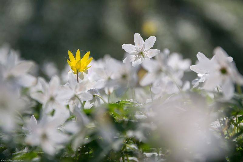 природа, весна, лес, цветы Акцент на желтомphoto preview