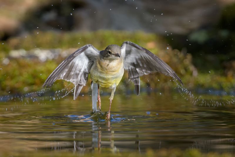 Motacilla cinereaphoto preview