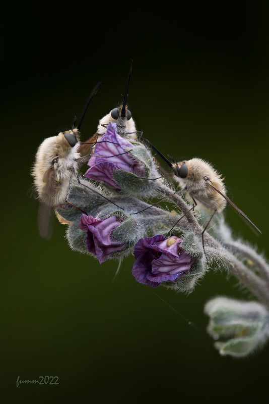 ТРИАДАphoto preview