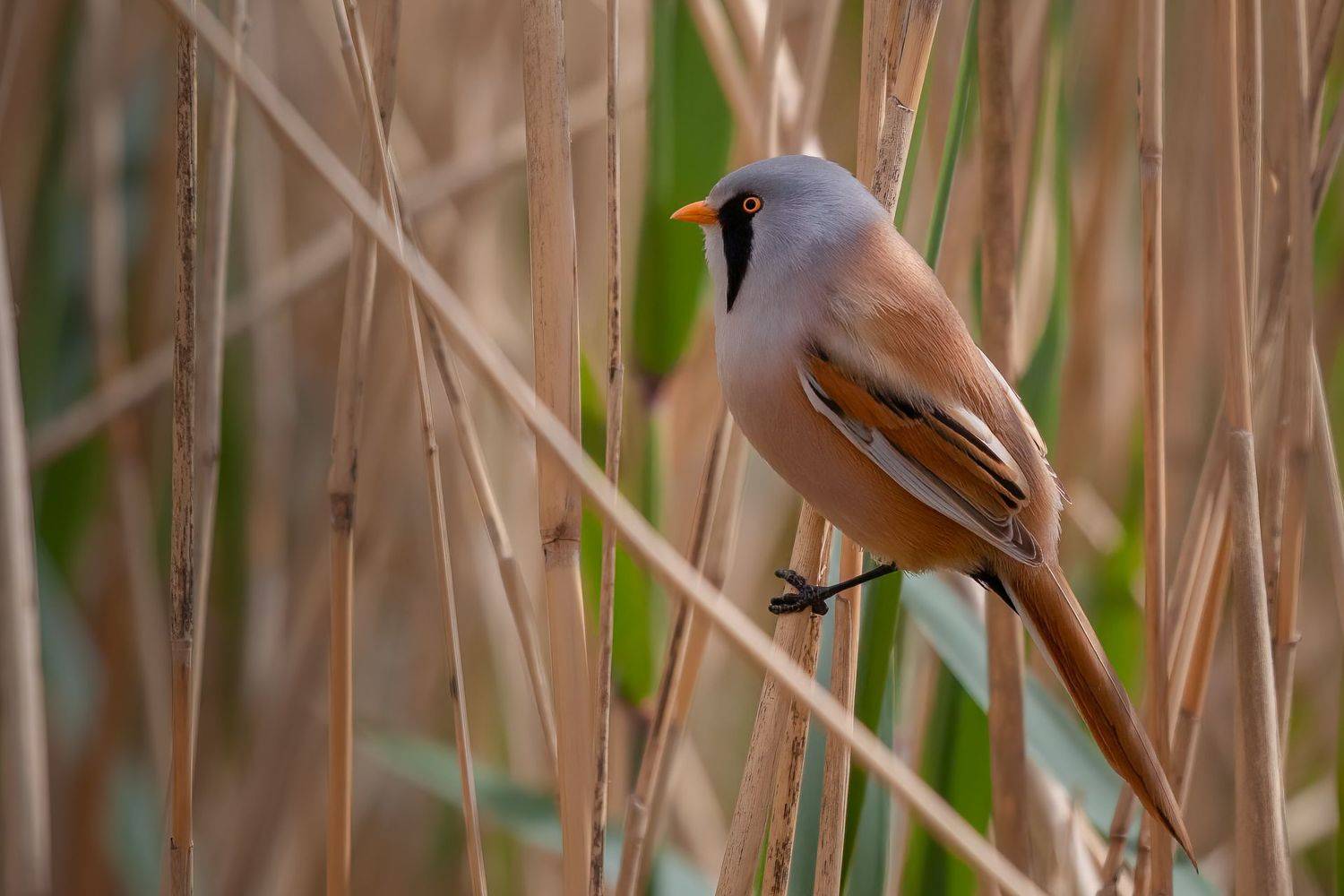 , Марат Кучкаев