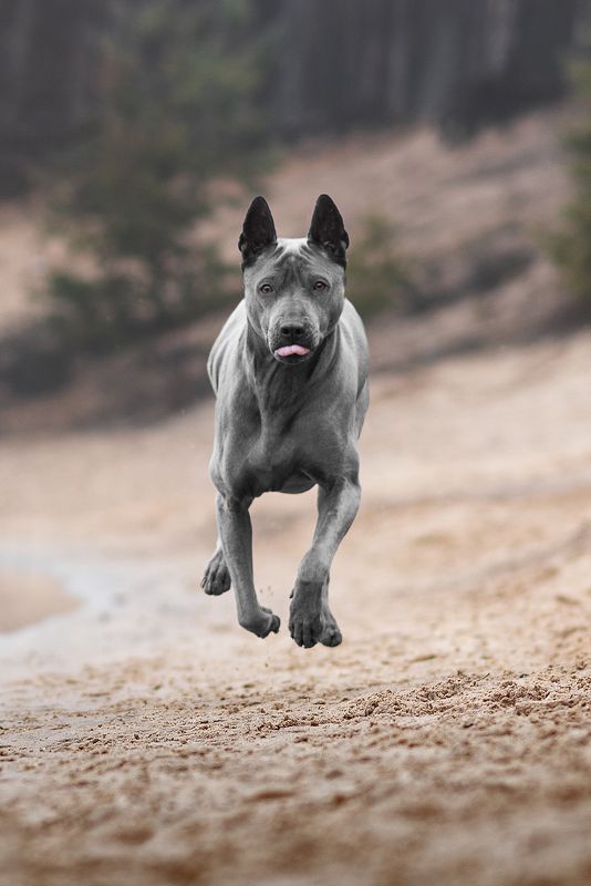 собака, животное, dog, тайский риджбек В полетёphoto preview